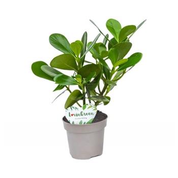 Klusie větší Eco květináč 12cm