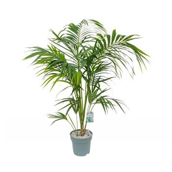 Rajská palma hydroponický květináč 27cm