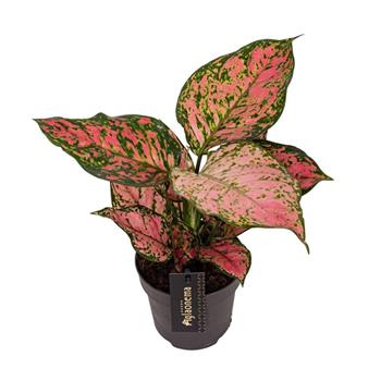 Aglaonema Crimson Love květináč 12cm