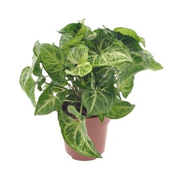 Syngonium Arrow květináč 12cm