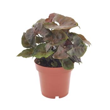 Syngonium Maria Brocante květináč 12cm