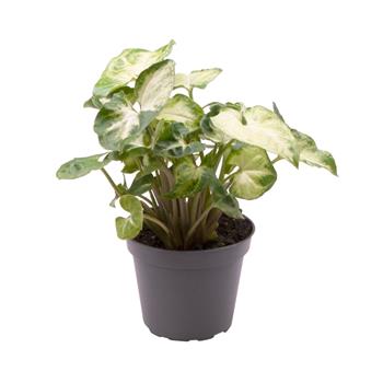 Syngonium Pixie květináč 12cm