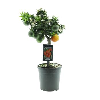 Mandarinka květináč 15cm