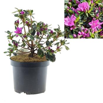 Azalka japonská Lady Dark výška 20/30cm, květináč 2,5 litru