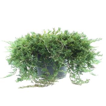 Jalovec vodorovný Wiltonii velikost 40/60cm, květináč 7,5 litru