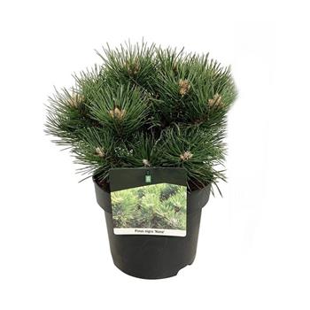 Borovice černá Nana výška 30/40cm, květináč 7,5 litru