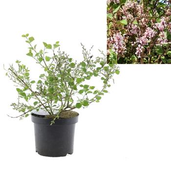 Šeřík Meyerův Flowerfesta Purple výška 20/30cm, květináč 2,5 litru