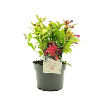 Vajgélie Big Love výška 20/30cm, květináč 2,5 litru