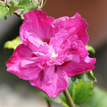 Ibišek syrský Purple Ruffles květináč 10 litrů