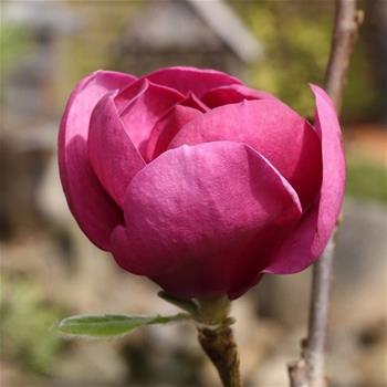 Šácholan Black Tulip květináč 18 litrů