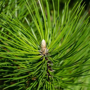 Borovice černá Oregon Green výška 200/250cm