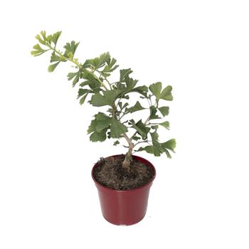 Jinan dvoulaločný Boleslaw Chrobry výška 60/80cm, květináč 10 litrů