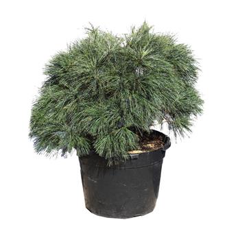 Borovice himalájská Nana výška 50/60cm, květináč 65 litrů