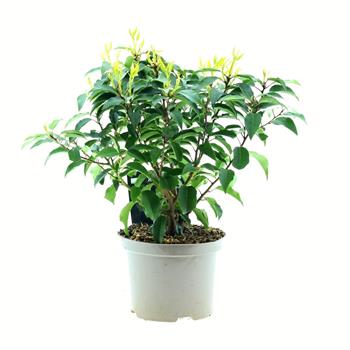Bobkovišeň portugalská Angustifolia výška 20/30cm, květináč 2 litry