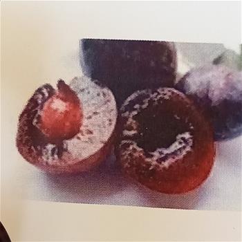 Meruňka Redtastetic Johannes květináč 10 litrů, zákrsek