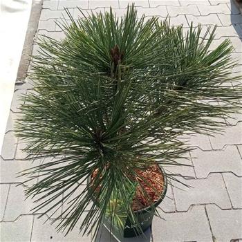 Borovice Jeffreyova Joppi výška 30/40cm, květináč 6 litrů