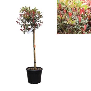 Blýskalka Fraserova Pink Marble kmínek 1/2, květináč 18 litrů