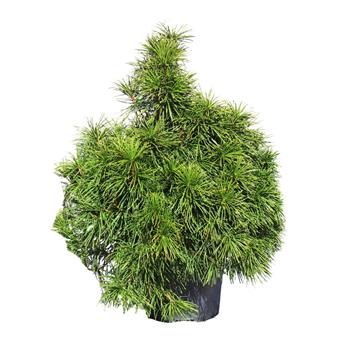 Pajehličník přeslenitý Beauty Green výška 80/100cm, květináč 35 litrů