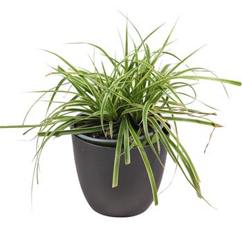 Ostřice ošimenská Goldwell květináč 13cm