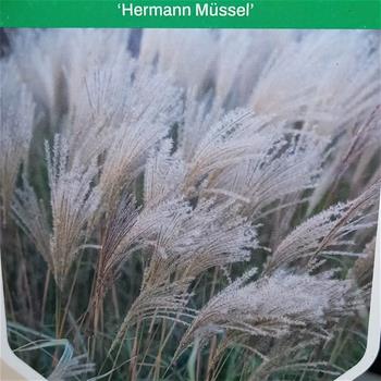 Ozdobnice čínská Hermann Müssel květináč 11cm