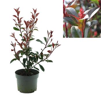 Blýskalka Fraserova Carré Rouge výška 30/40cm, květináč 2 litry