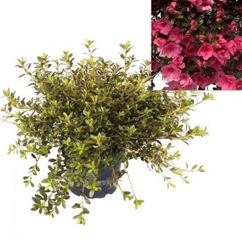 Azalka Cascadula Bright Fuchsia květináč 3 litry