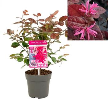 Loropetalum čínské Fire Dance květináč 3 litry