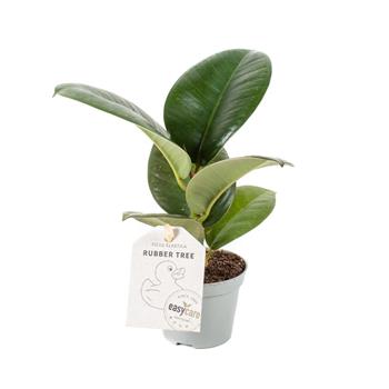Fíkovník pryžodárný Sofia květináč 6cm