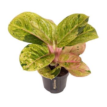 Aglaonema Apple Fantasy květináč 12cm