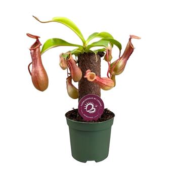 Láčkovka baňatá kmínek, květináč 8,5cm