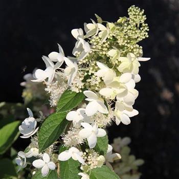 Hortenzie latnatá Grandiflora kmínek 60cm, květináč 7,5 litru