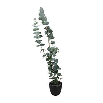 Blahovičník Gunnův květináč 11cm