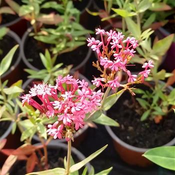 Mavuň červená Coccineus květináč 12cm