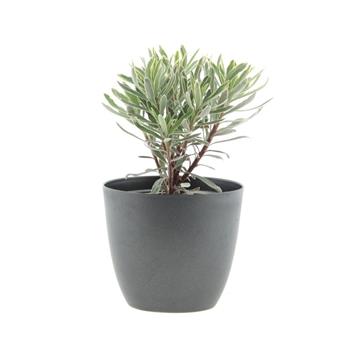 Pryšec hnědokvětý Silver Edge květináč 12cm