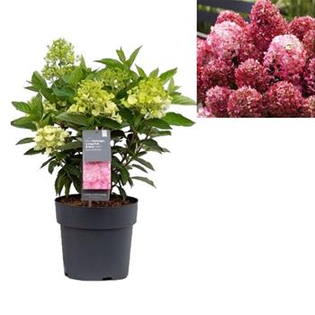 Hortenzie latnatá Living Little Rosy květináč 4,6 litru