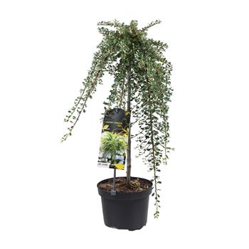 Skalník směstnaný kmínek 40cm, květináč 3 litry