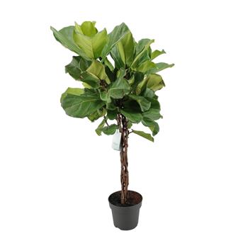 Fíkovník lyrový, splétaný kmínek, květináč 24cm