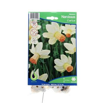 Narcis Carice 10ks