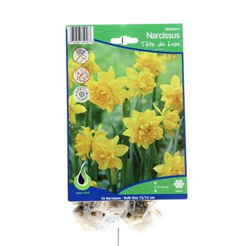 Narcis Tete de Luxe 10ks