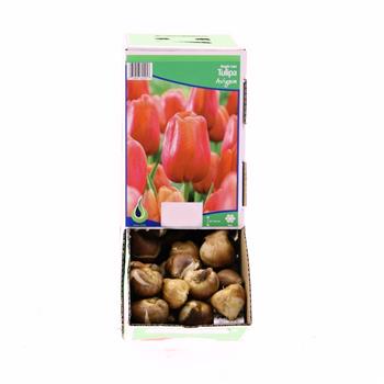 Tulipán Avignon 10ks