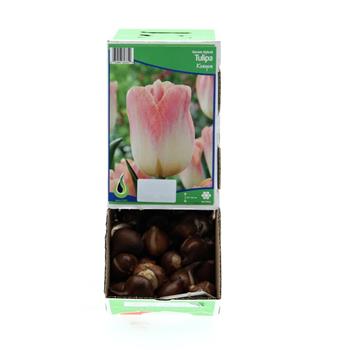 Tulipán Kunyun 10ks