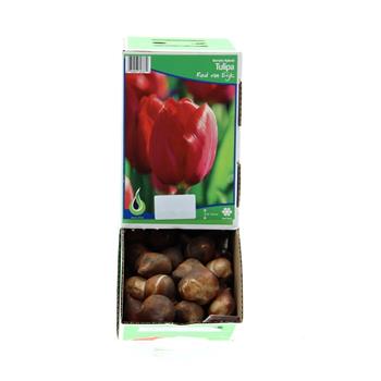 Tulipán Red van Eijk 10ks