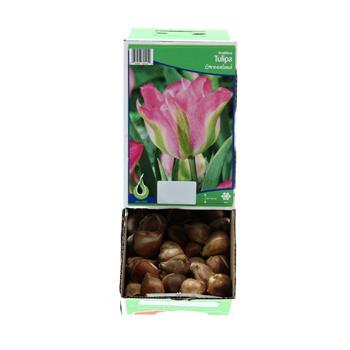 Tulipán Greenland 10ks