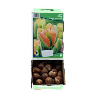Tulipán Orange Marmelade 10ks