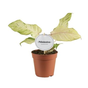 Filodendron Snowdrift květináč 12cm