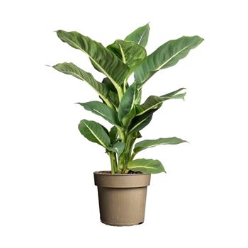 Difenbachie Green Magic květináč 17cm