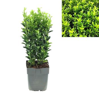 Brslen japonský Green Spire výška 15/20cm, květináč 12cm
