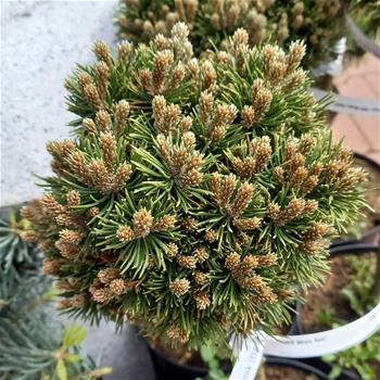 Borovice kleč WB Mops Bášť kmínek 30cm, květináč 4 litry