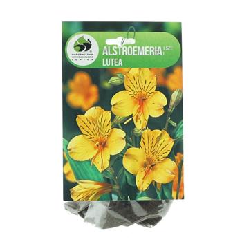 Alstromerie Lutea 1ks
