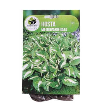 Bohyška Mediovariegata 1ks